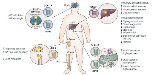 primary uses of glp-1 agonists in diabetes and obesity management