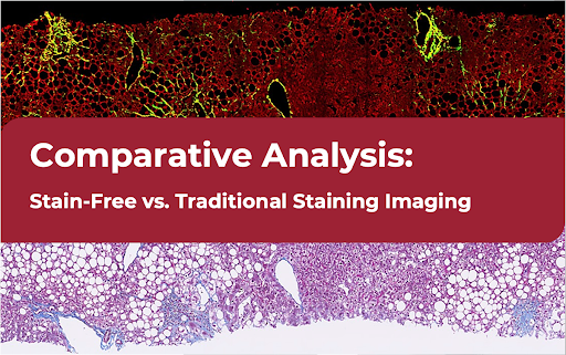 Comparative Analysis: Stain-Free vs. Traditional Staining Imaging